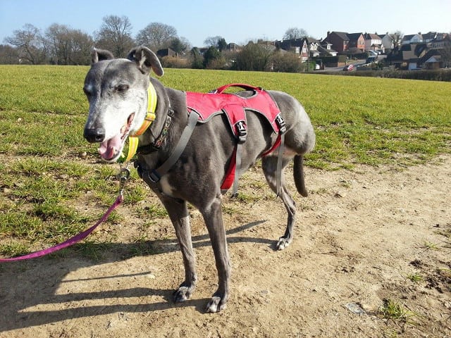 Eva the greyhound wears her Ruffwear Webmaster harness.