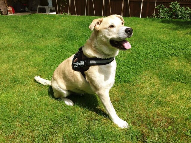 Tripawd harness sale 