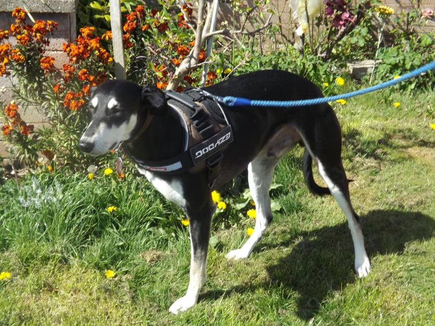 Walking harness store for tripod dog