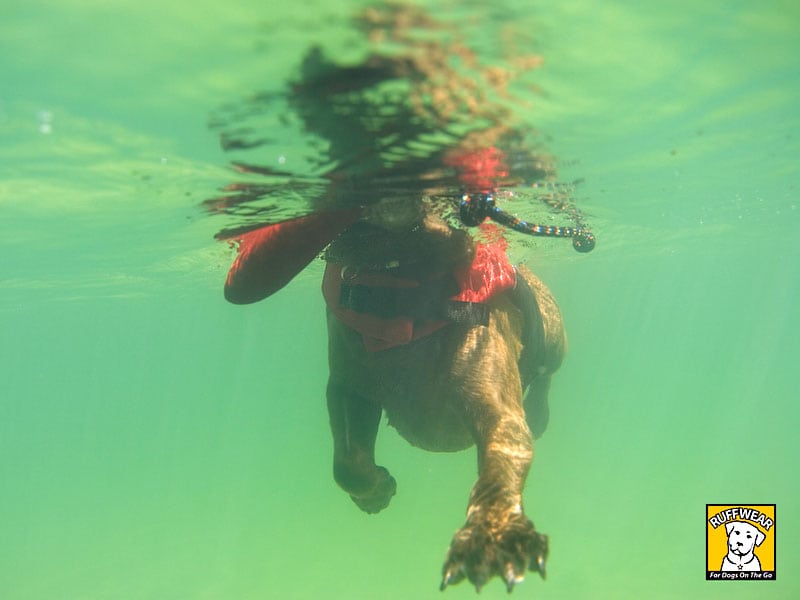 float coat life preserver for three-legged swimming dogs