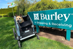 Burley is the Best Tripawd Dog Stroller