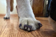 Nellie Tries Dr. Buzby's Toe Grips