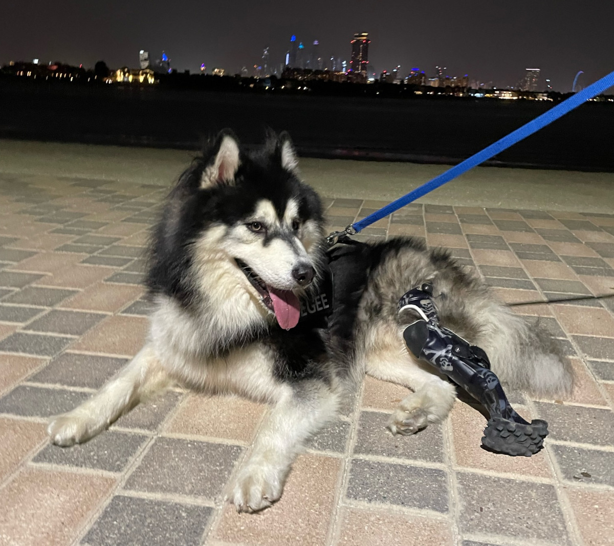 Tripawd Husky wit prosthetic leg by OrthoPets