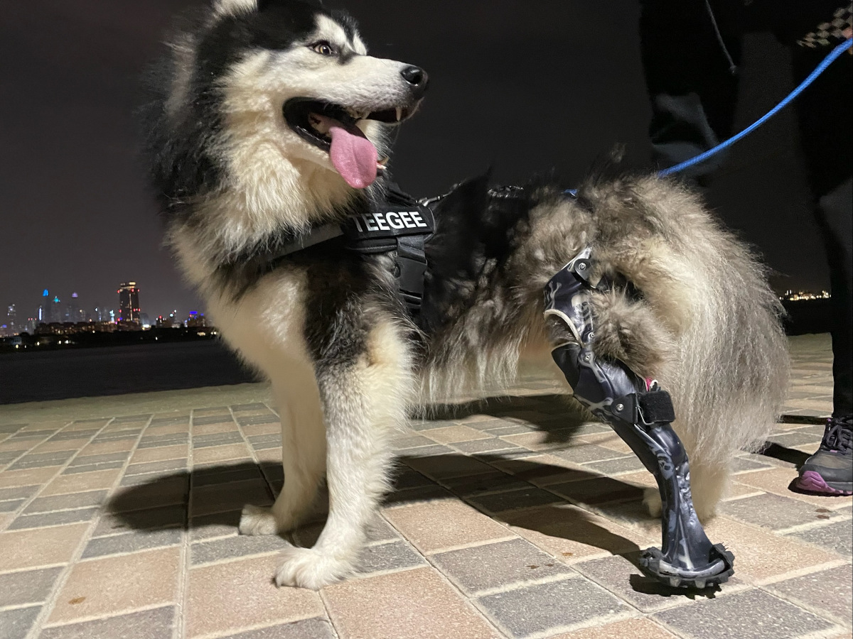 Tripawd Boris with Prosthetic Leg by OrthoPets