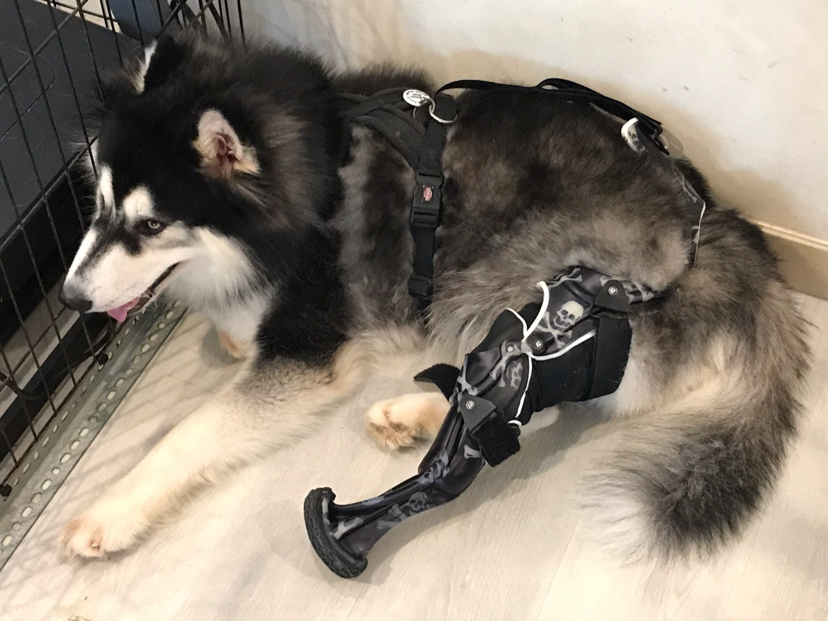 Tripawd Husky with OrthoPets Prosthetic Leg