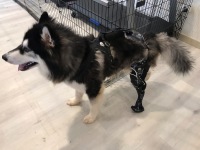 Boris the Husky Tripawd with Prosthetic Leg