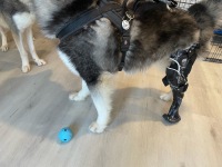 Boris the Husky Tripawd with Prosthetic Leg