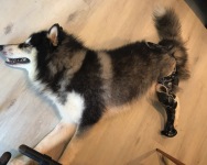 Boris the Husky Tripawd with Prosthetic Leg