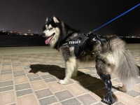 Boris the Husky Tripawd with Prosthetic Leg