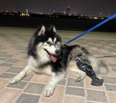 Boris the Husky Tripawd with Prosthetic Leg