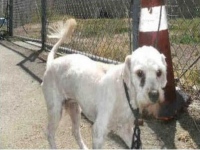 Adopt Three Legged Dog Todd