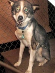 four legged rescue sled dog friends for adoption