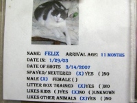 Adopt Three Legged Cat from Kerrville, TX Humane Society