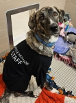 Rescue Tripawd Minnie Mouse in Seattle