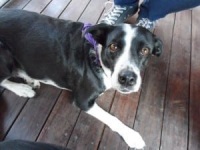 Tripawd rescue Kai found her furever home!