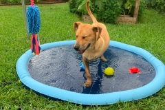 Rochee the Rescue in New Orleans