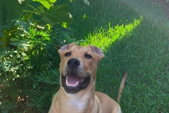 Rochee the Rescue in New Orleans