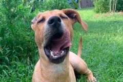Rochee the Rescue in New Orleans