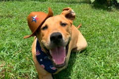 Rochee the Rescue in New Orleans