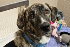 Rescue Tripawd Minnie Mouse in Seattle