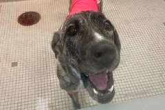 Rescue Tripawd Minnie Mouse in Seattle