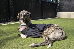 Rescue Tripawd Minnie Mouse in Seattle