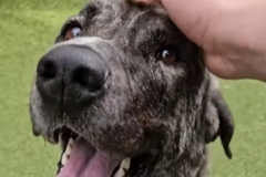 Rescue Tripawd Minnie Mouse in Seattle