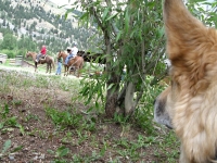 Jerry watches horses while workamping at Vickers Ranch