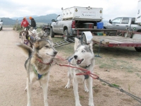 Watching the Odaroloc Sled Dogs training camp