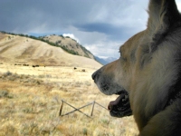 Barking at Buffalo in Grand Teton National Park