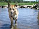 Wading in the Mississippi Headwaters at Lake Itasca