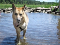 Wading in the Mississippi Headwaters at Lake Itasca