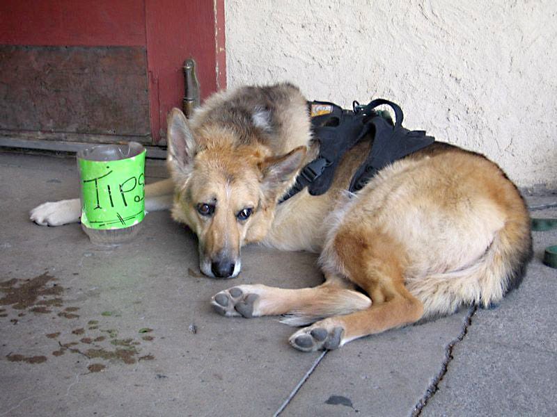 Jerry begs for Tips for Tripawds