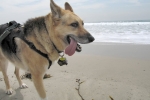 Who says no dogs on Santa Monica Beach!?!?