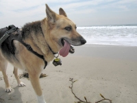 Who says no dogs on Santa Monica Beach!?!?