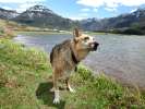 Jerry focuses on the ball at Williams Creek Reservoir