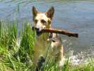 Swimming for Sticks at a Vickers Ranch Lake