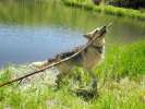 Big Stick Fun at a Vickers Ranch Lake