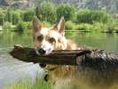 Swimming for big sticks at vickers Ranch