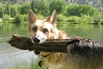 Swimming for big sticks at vickers Ranch