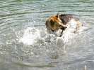 Three-legged fun Swimming at vickers Ranch