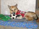 New soccer ball smells of dog