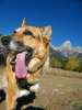 Jerry sticks tongue out at Grand Tetons