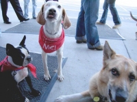 Two one-eyed dogs and a tripawd at a North Carolina adoption Fair