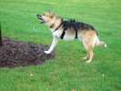 Barking at the tree. Bad tree!