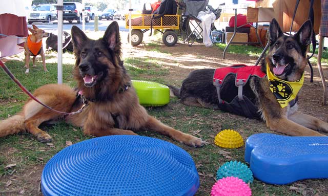 Tripawd, dog, three-legged, amputee