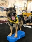 Spokesdog Wyatt Ray at WVC 2018