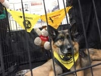 Spokesdog Wyatt Ray at WVC 2018