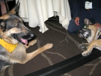 Wyatt at BlogPaws 2012