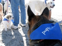 Final mile of Puppy Up 2000 Mile Walk